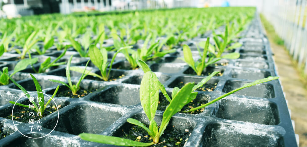 ほうれん草栽培の様子