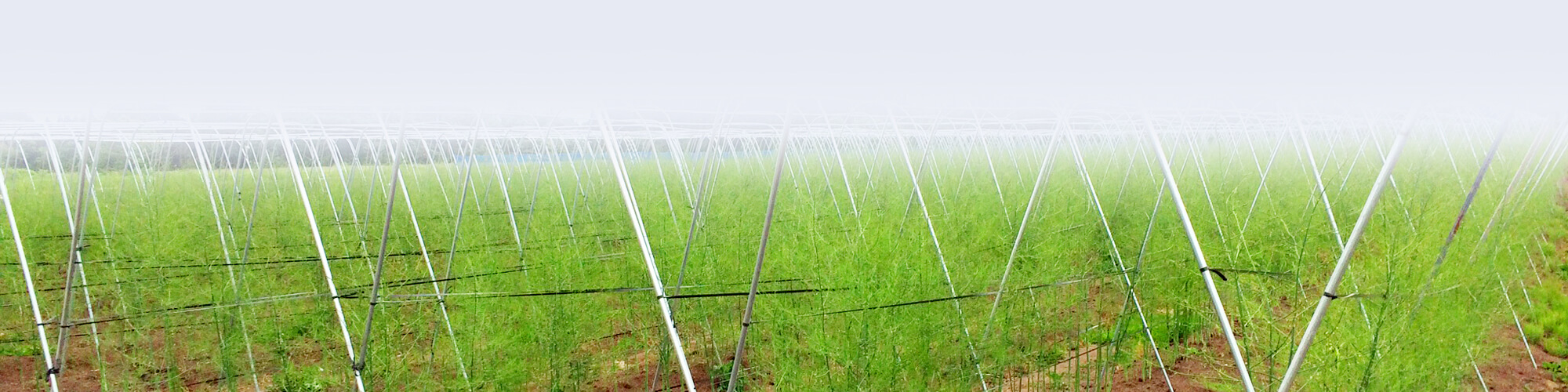 アスパラガス畑